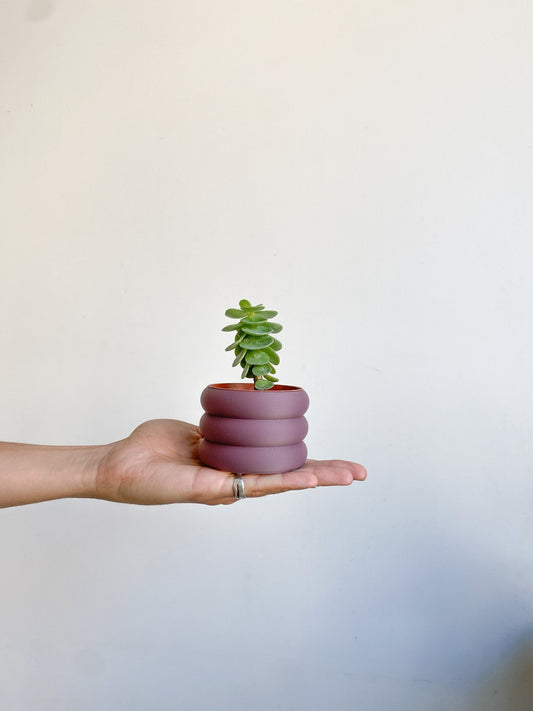 Loki (Crassula) - Alma Plantes