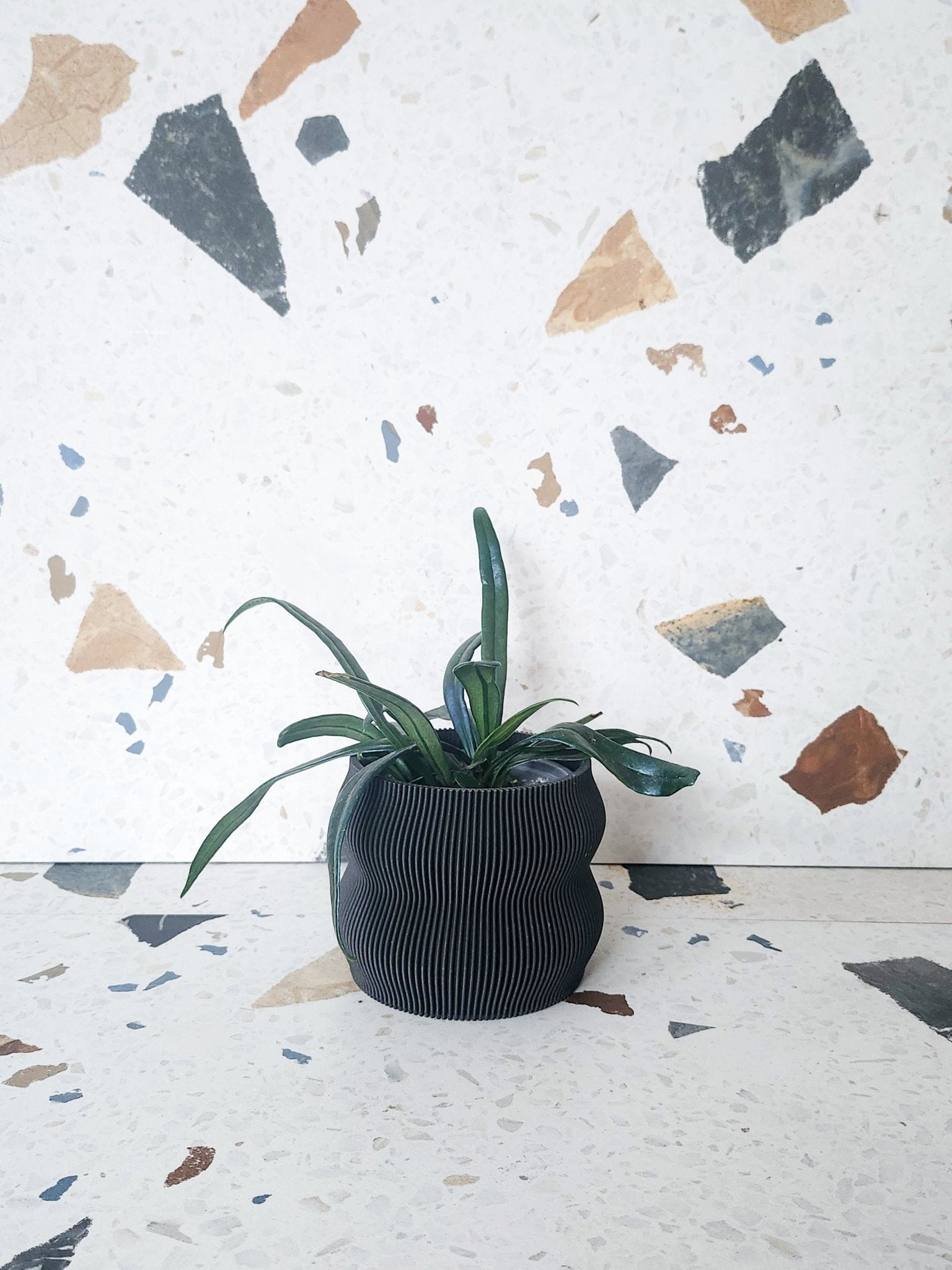 Lola (fougère) - Alma Plantes