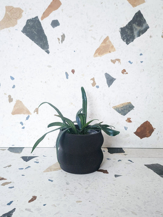 Lola (fougère) - Alma Plantes