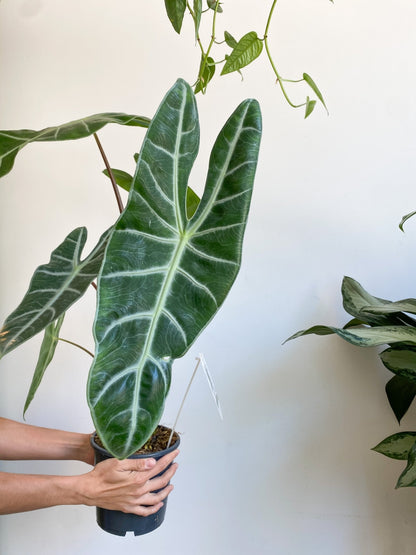 Longiloba (Alocasia) - Alma Plantes