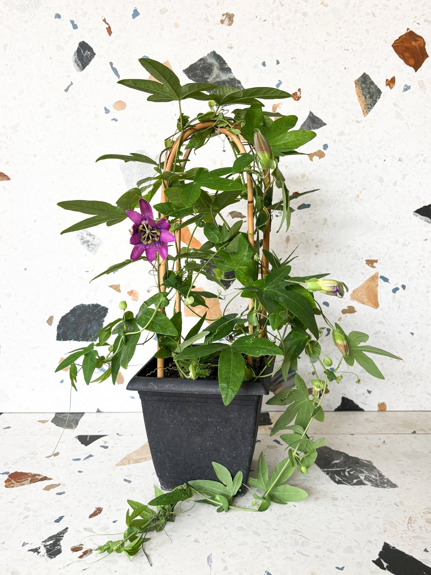 Lorelie (Passiflore) - Alma Plantes