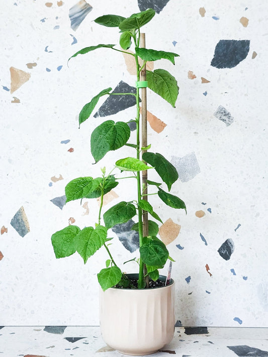 Luna (Hibiscus) - Alma Plantes