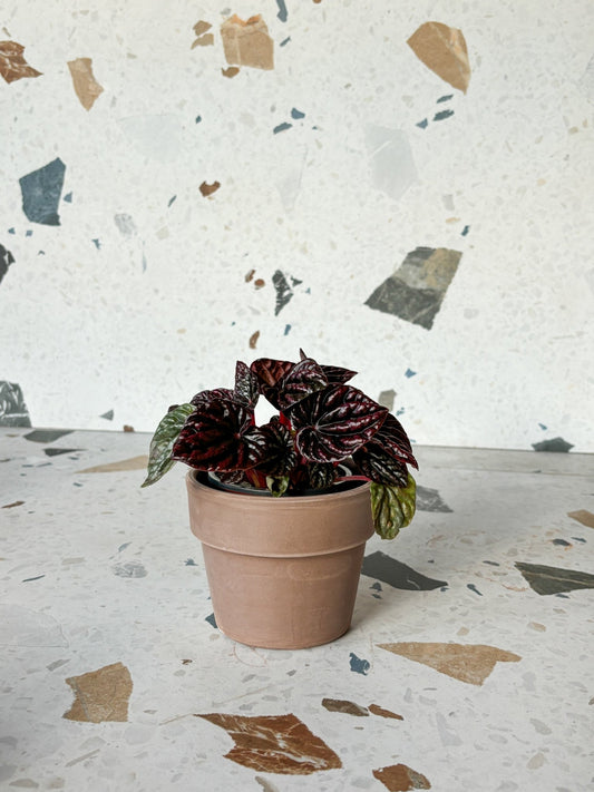 Luna (Peperomia) - Alma Plantes