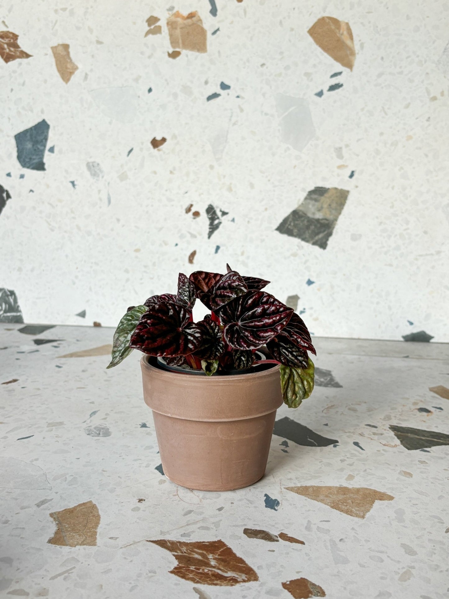 Luna (Peperomia) - Alma Plantes