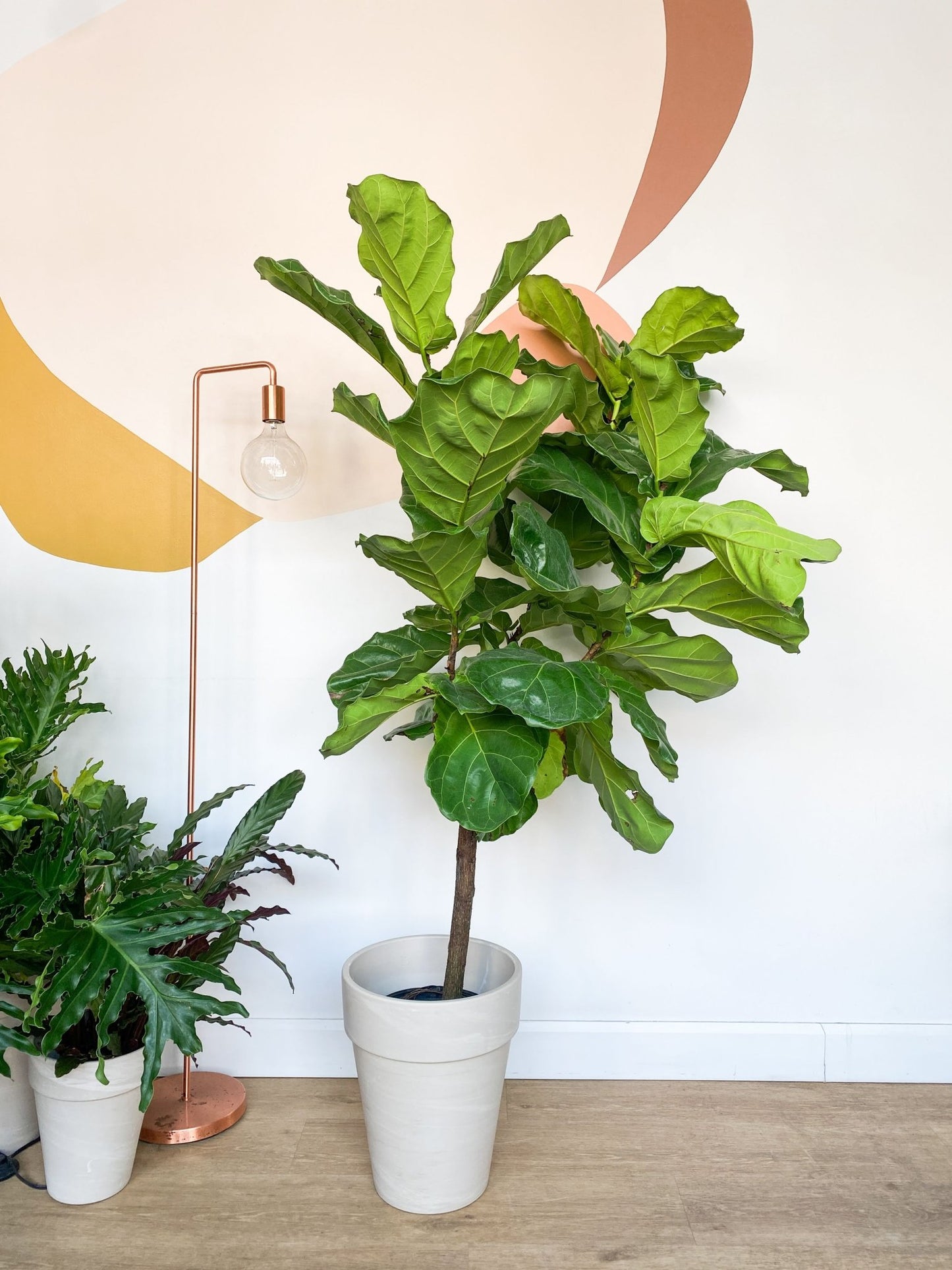 Lyrata (Ficus) - Alma Plantes