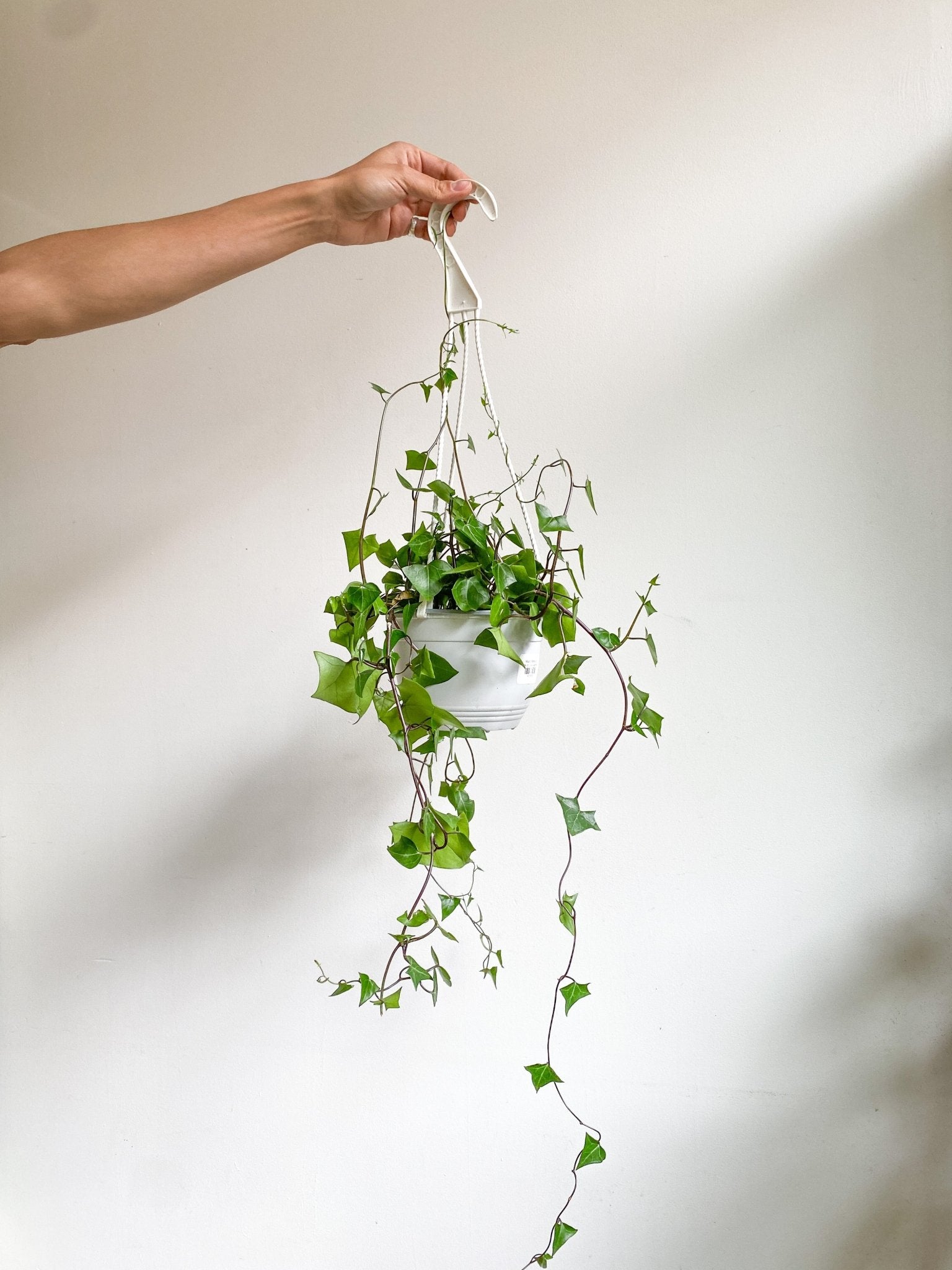 Macro (Senecio) - Alma Plantes