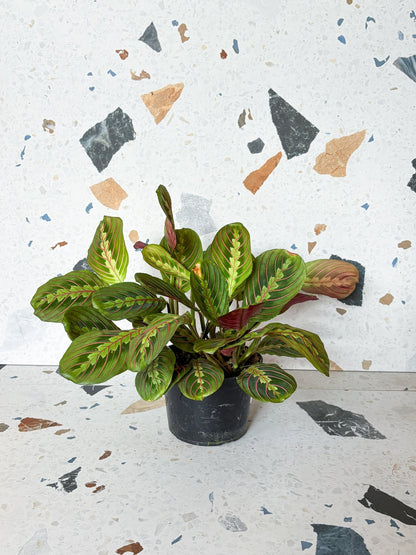 Madeleine (Maranta) - Alma Plantes