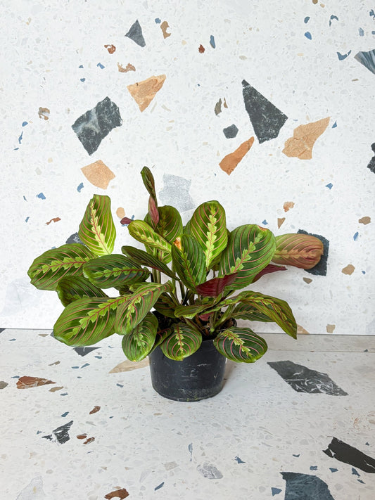 Madeleine (Maranta) - Alma Plantes