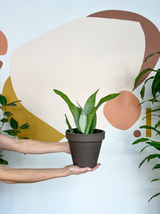 Magalie (Sansevière) - Alma Plantes