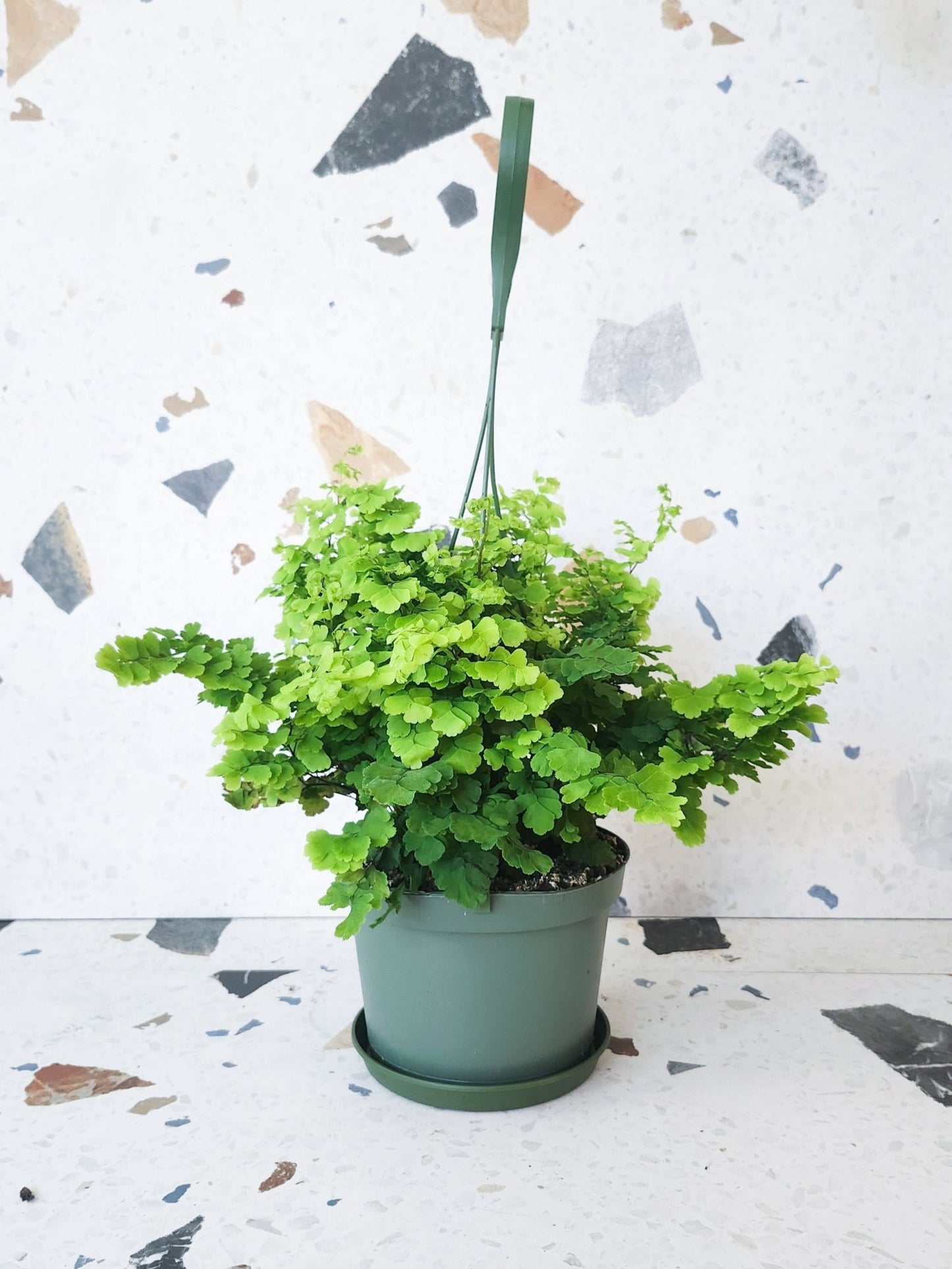 Maiden (Fougère) - Alma Plantes