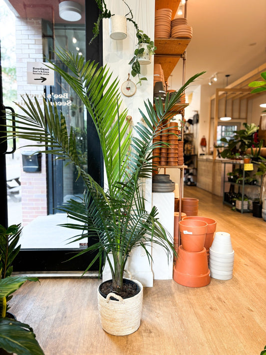 Majesté (Palmier) - Alma Plantes