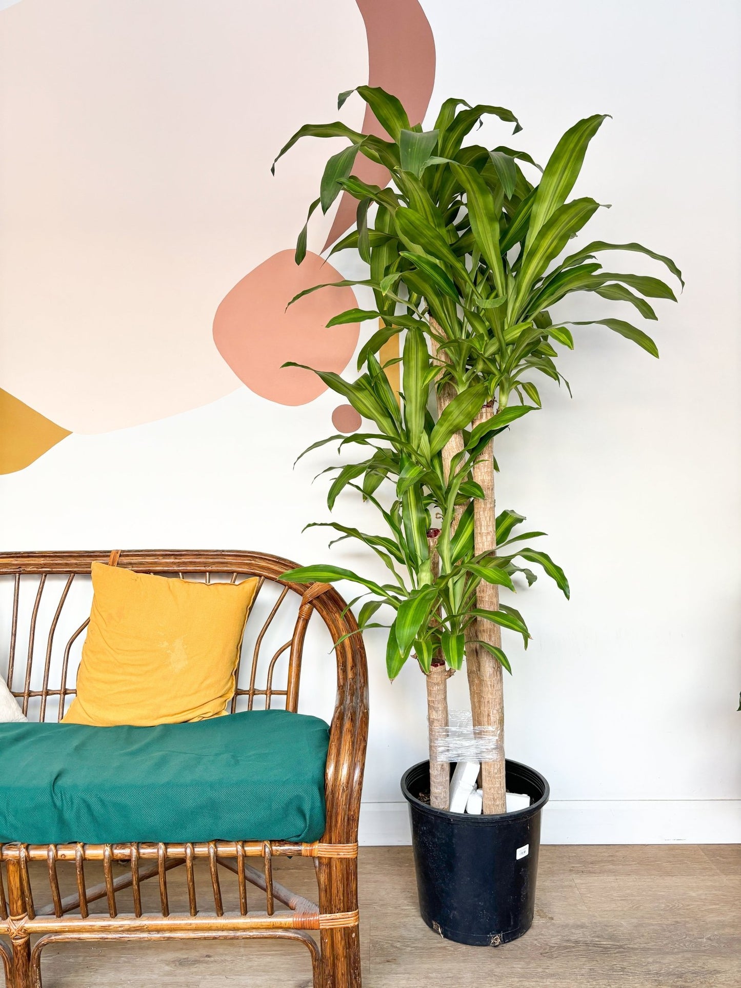 Mallorie (Dracaena) - Alma Plantes