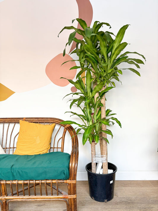 Mallorie (Dracaena) - Alma Plantes