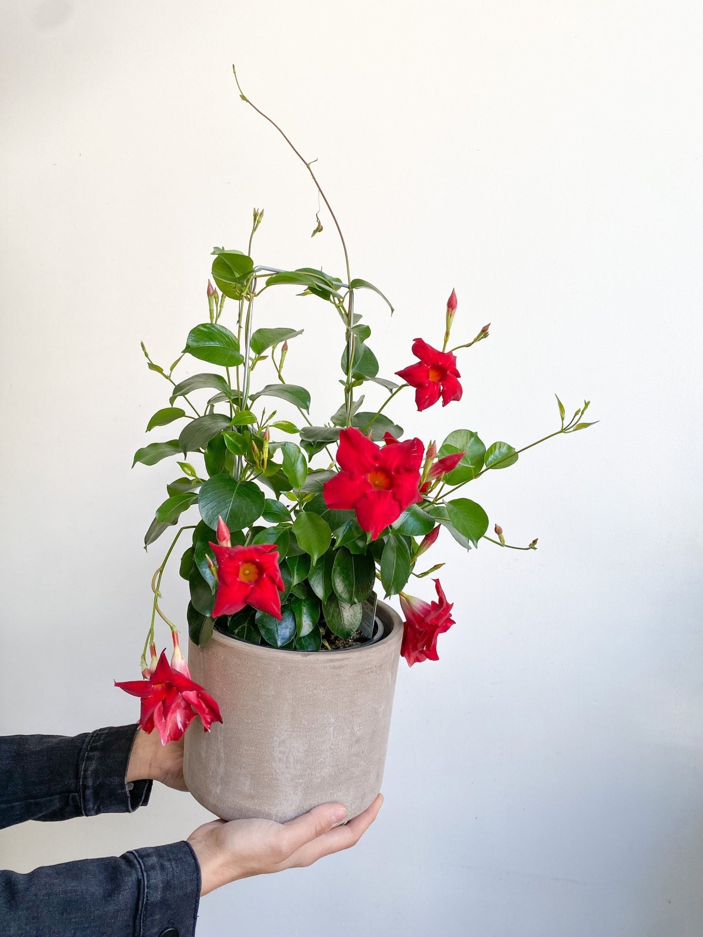 Mandy (Mandevilllier) - Alma Plantes