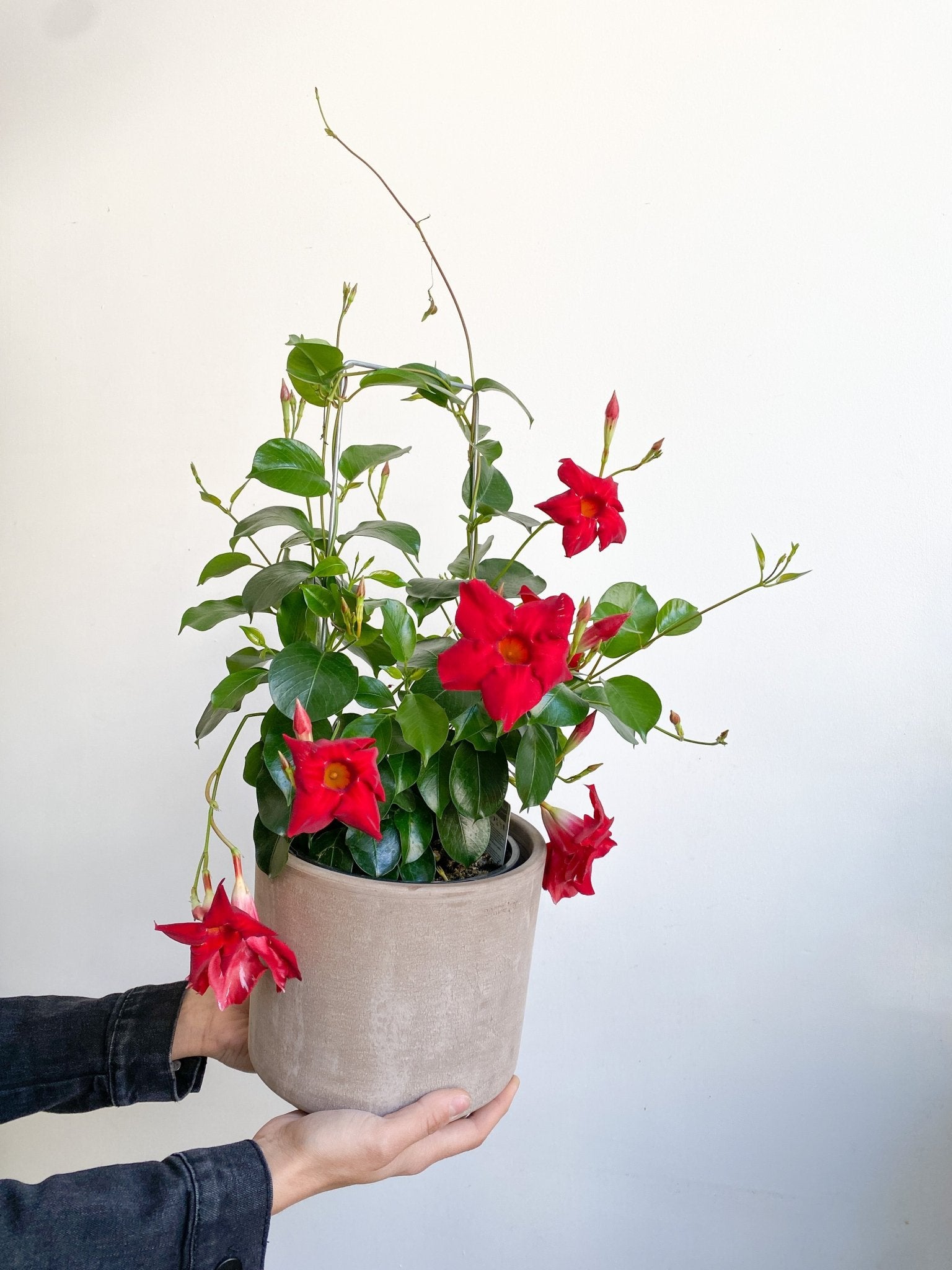 Mandy (Mandevilllier) - Alma Plantes