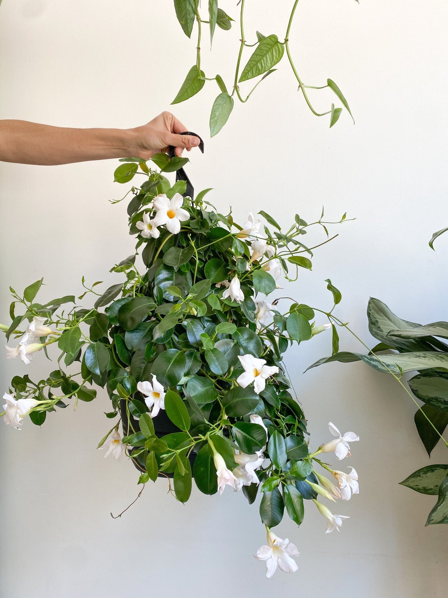 Mandy (Mandevilllier) - Alma Plantes