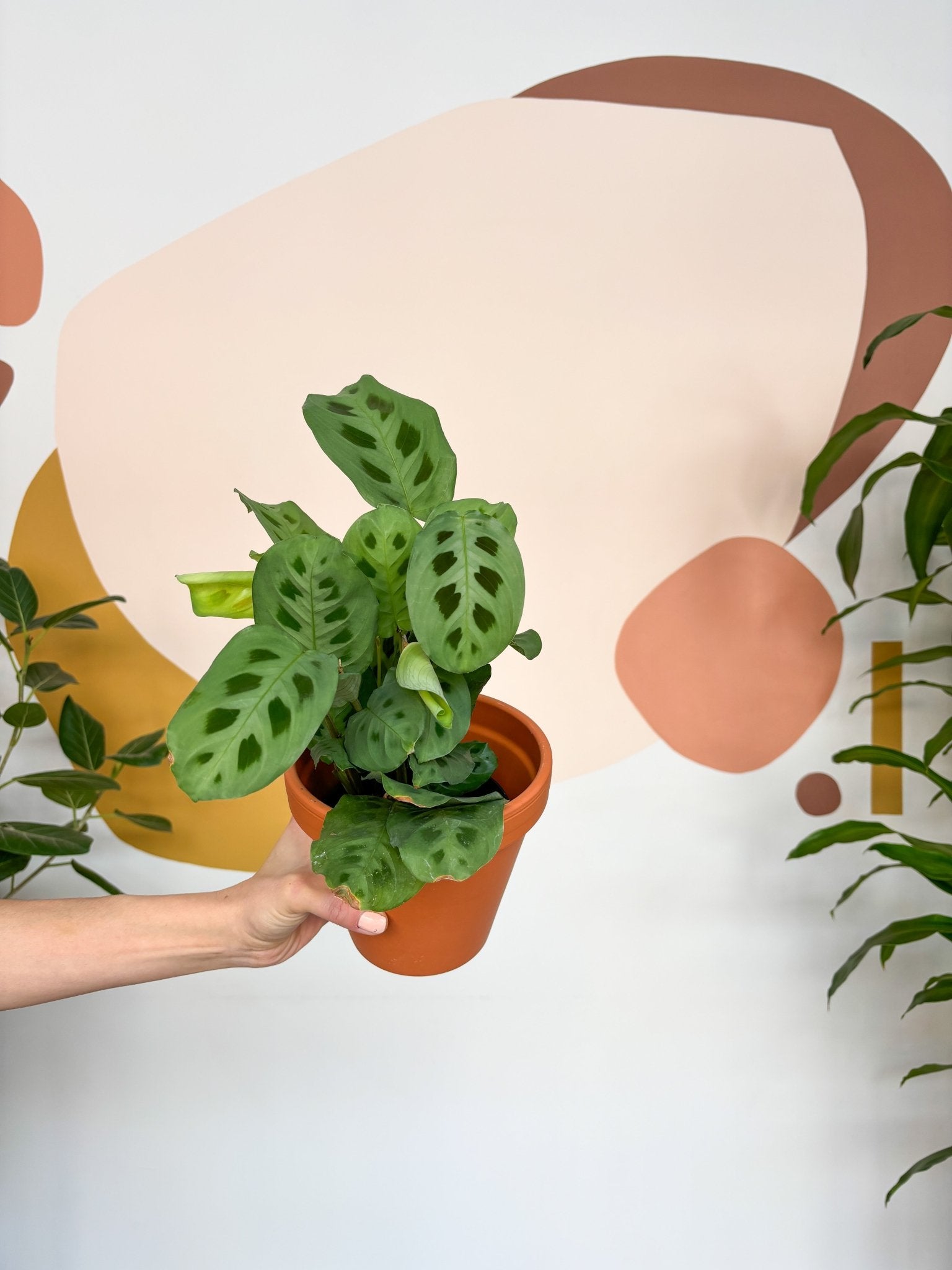 Manon (Maranta) - Alma Plantes