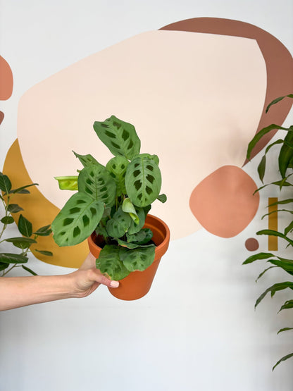 Manon (Maranta) - Alma Plantes