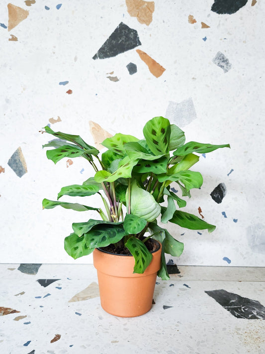 Manon (Maranta) - Alma Plantes