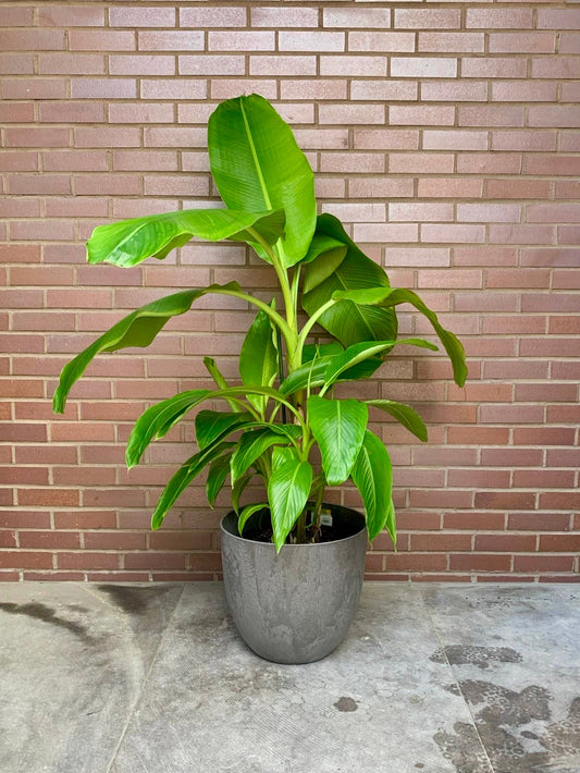 Margarita (Bananier) - Alma Plantes