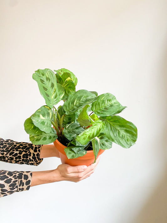 Margaux (Maranta) - Alma Plantes