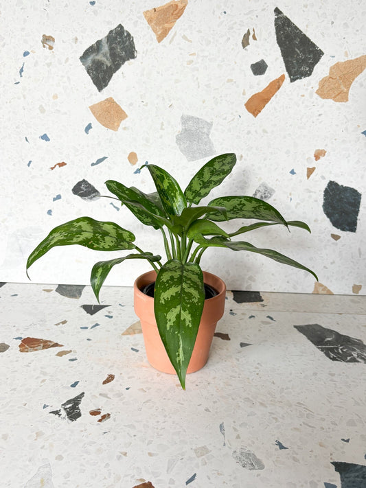 Maria (Aglaonema) - Alma Plantes