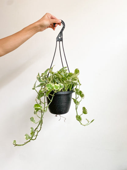 Marie - Jade (Pothos) - Alma Plantes