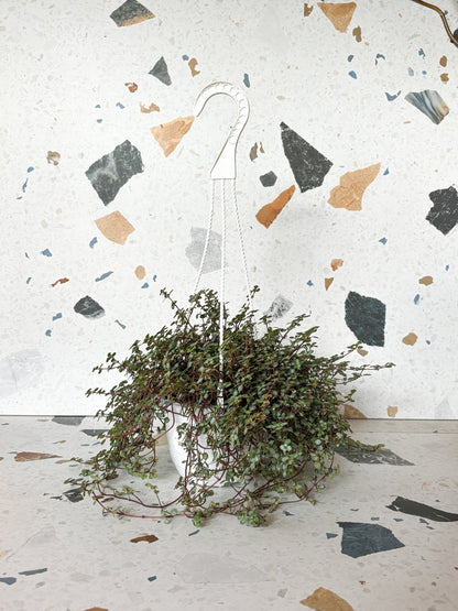 Marine (Pilea) - Alma Plantes