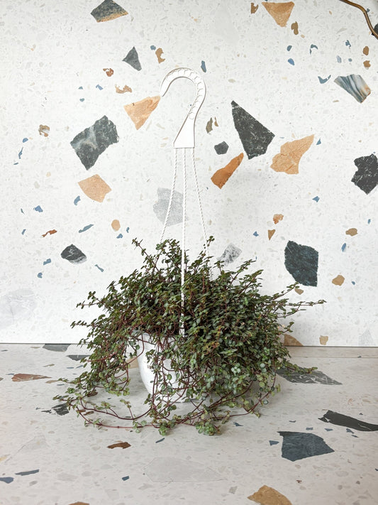 Marine (Pilea) - Alma Plantes