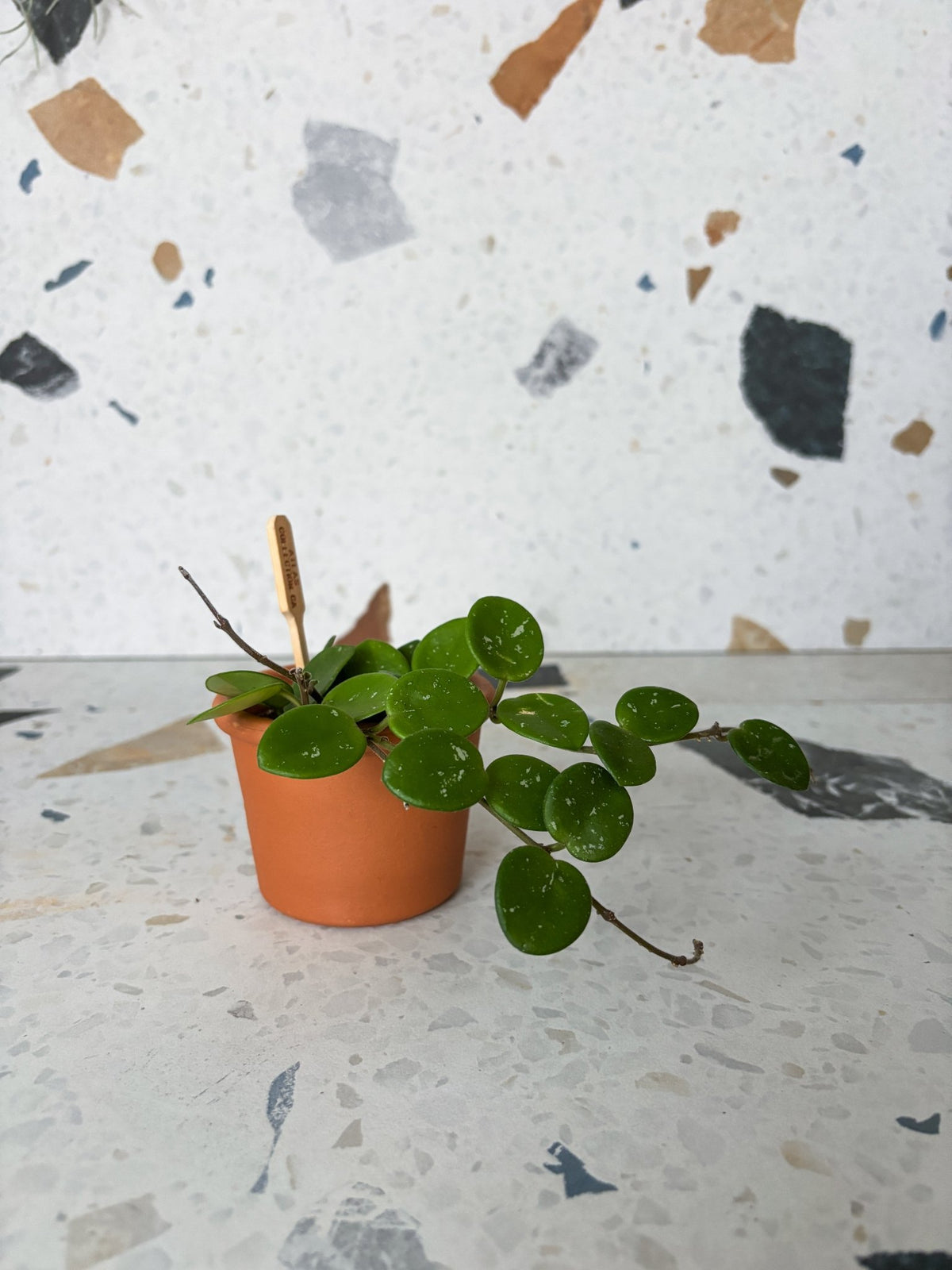 Mathilde (Hoya) – Alma Plantes