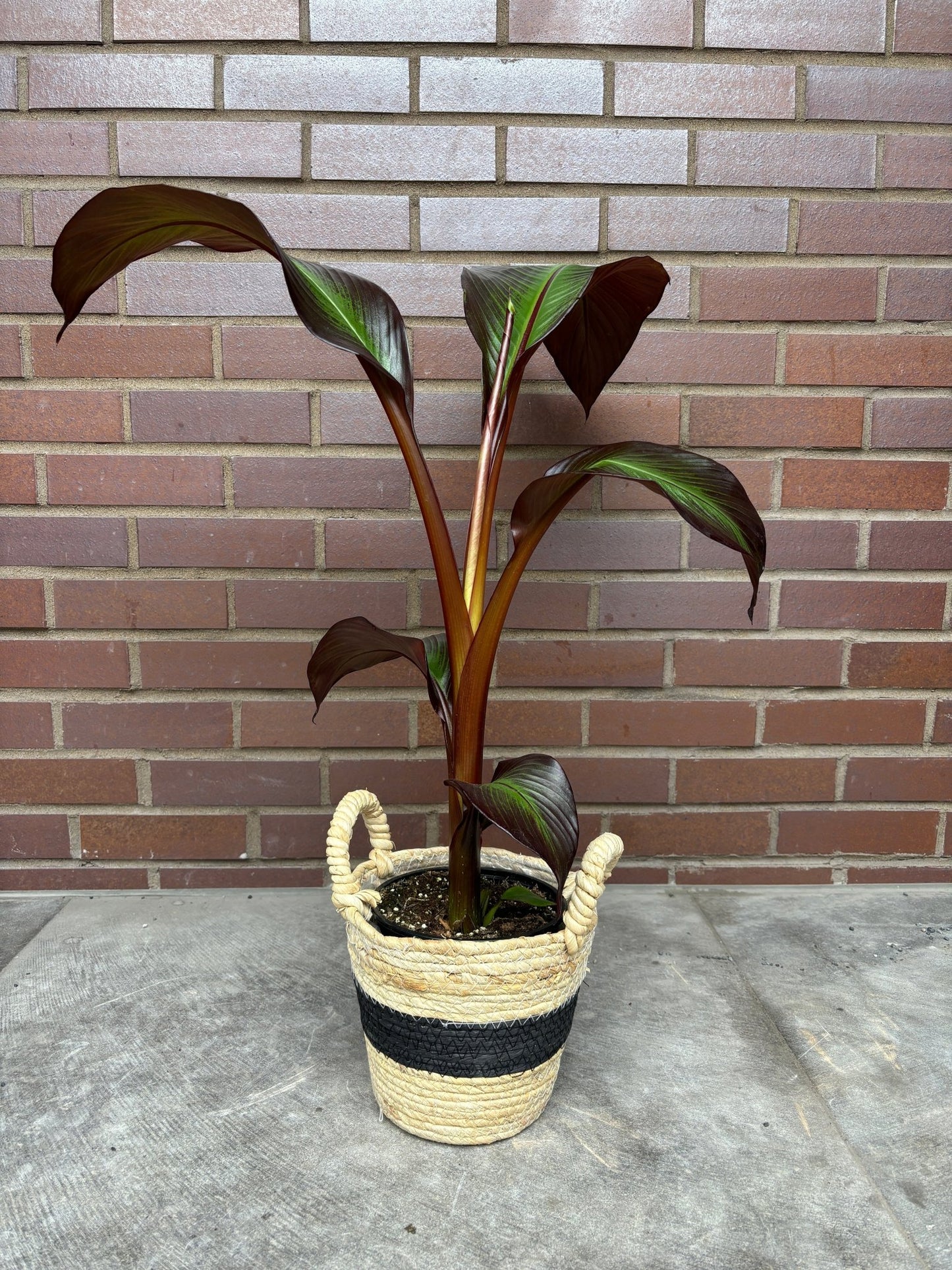 Maurelii (Bananier) - Alma Plantes