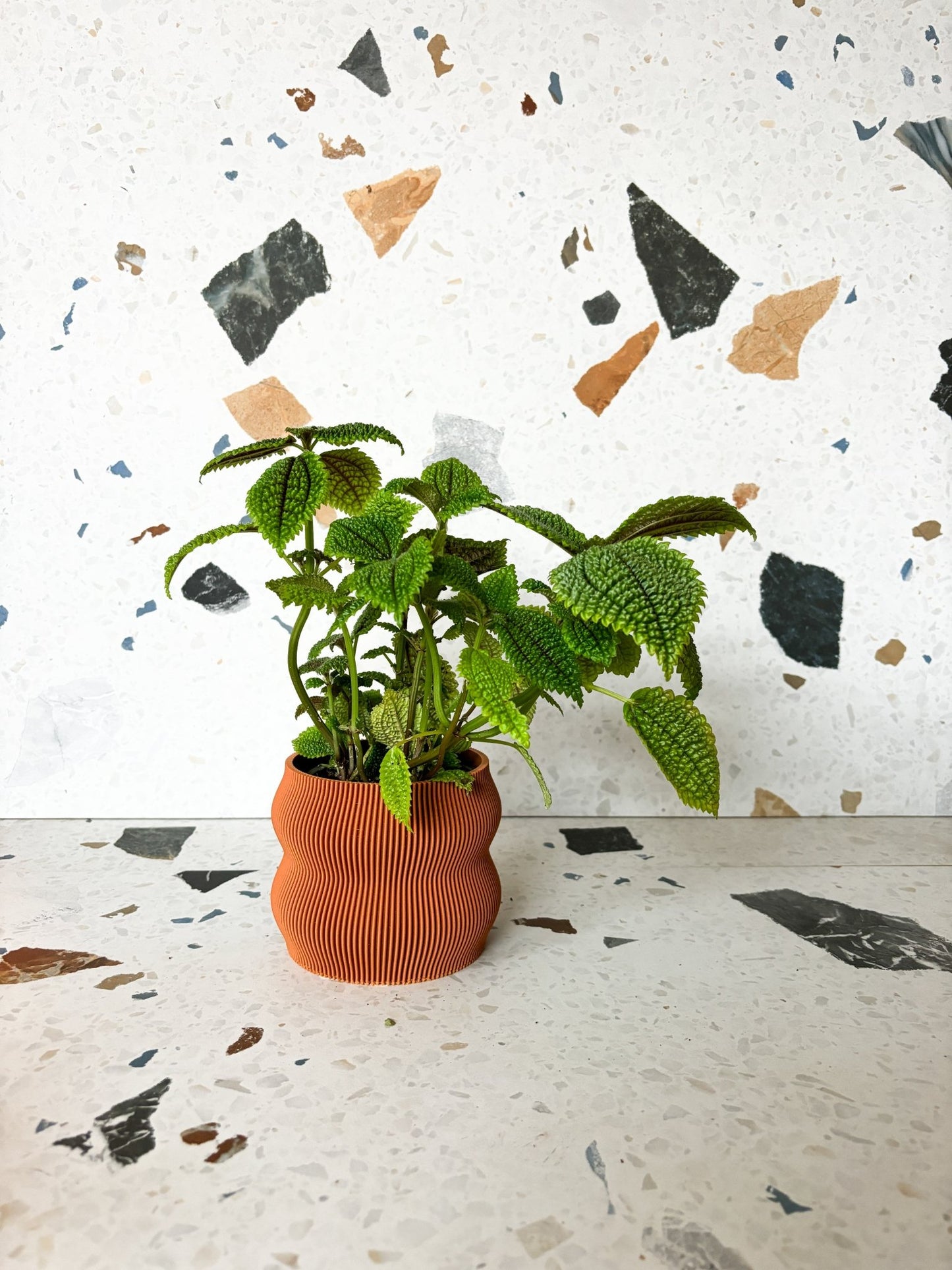Maurice (Pilea) - Alma Plantes
