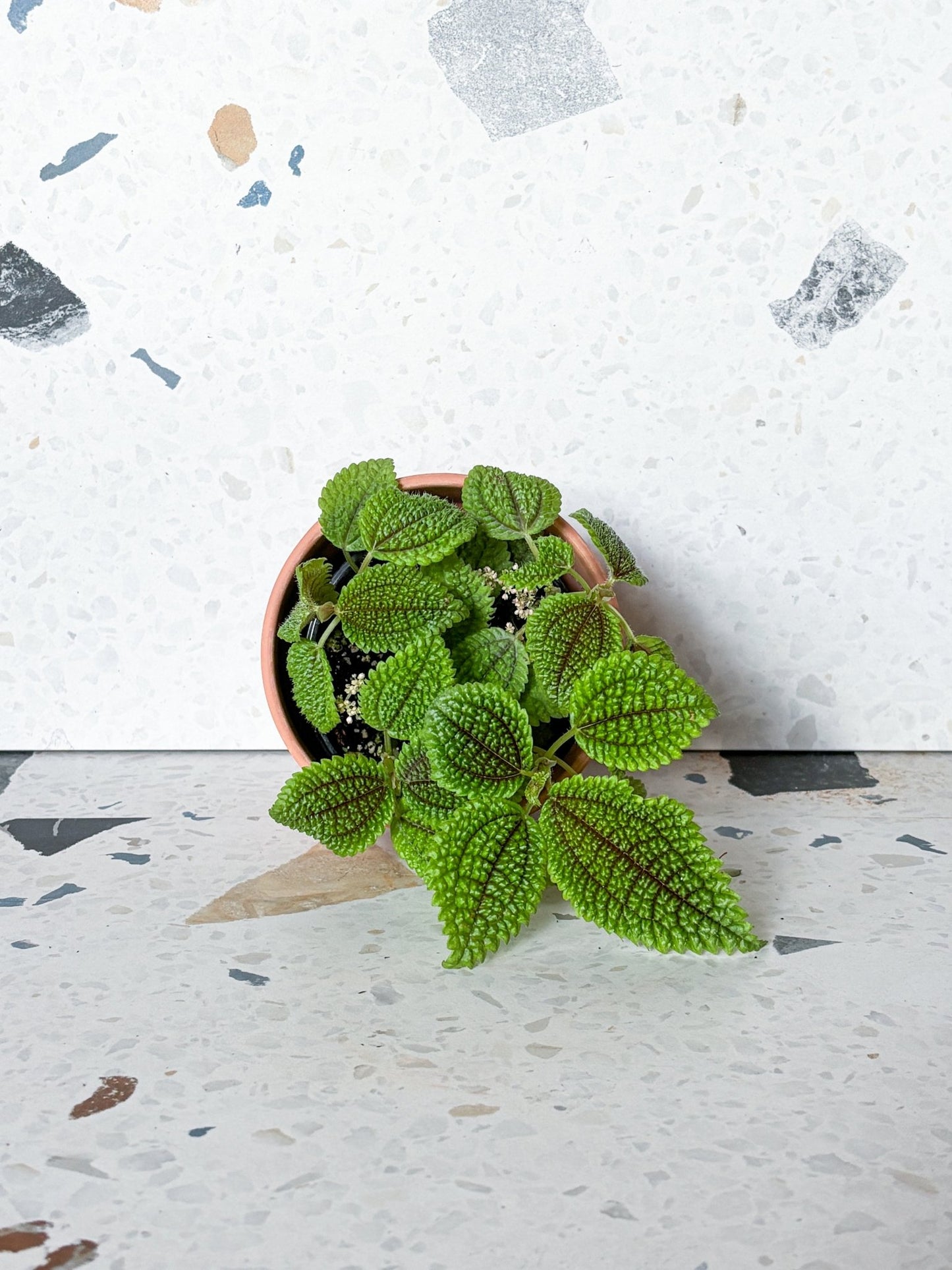 Maurice (Pilea) - Alma Plantes