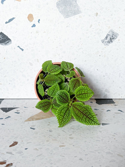 Maurice (Pilea) - Alma Plantes