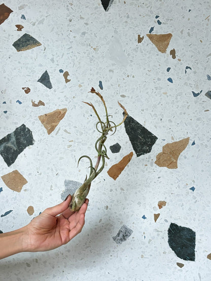 Medusa (Tillandsia) - Alma Plantes