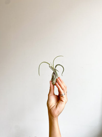 Medusa (Tillandsia) - Alma Plantes