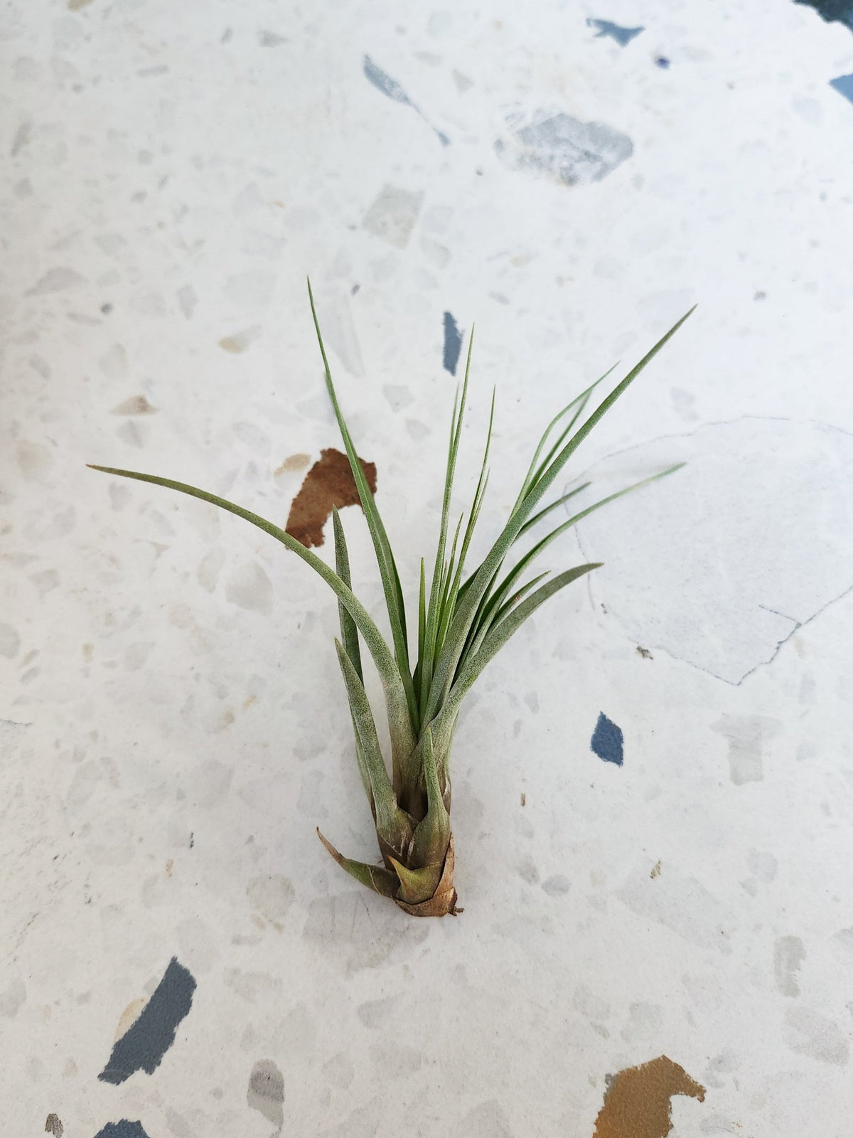 Melanocrator (Tillandsia) - Alma Plantes