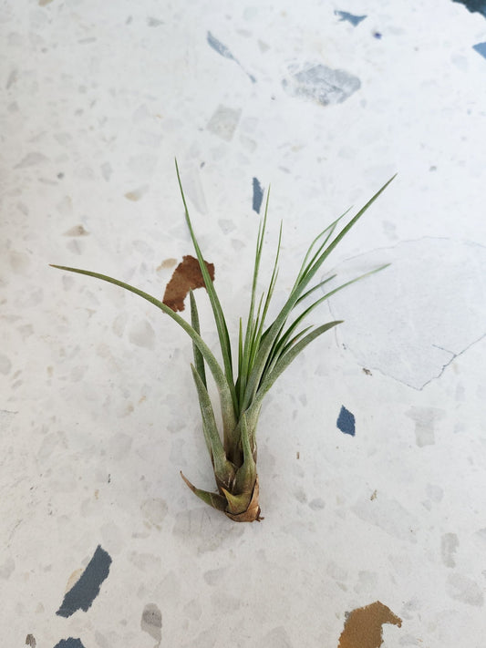 Melanocrator (Tillandsia) - Alma Plantes