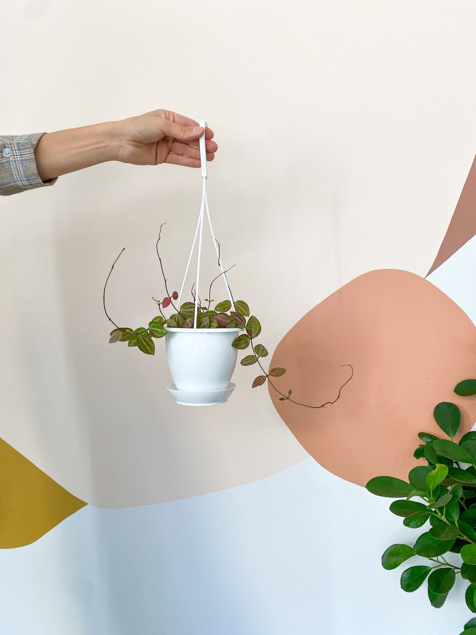 Melon (Dischidia) - Alma Plantes