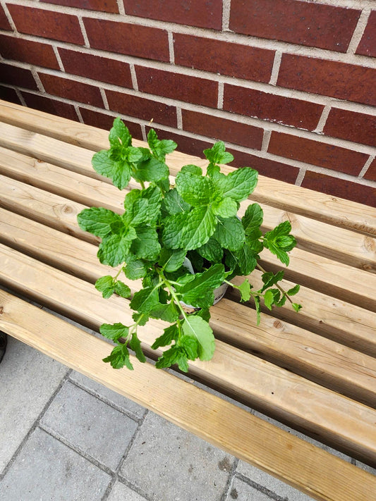 Menthe marocaine - Alma Plantes