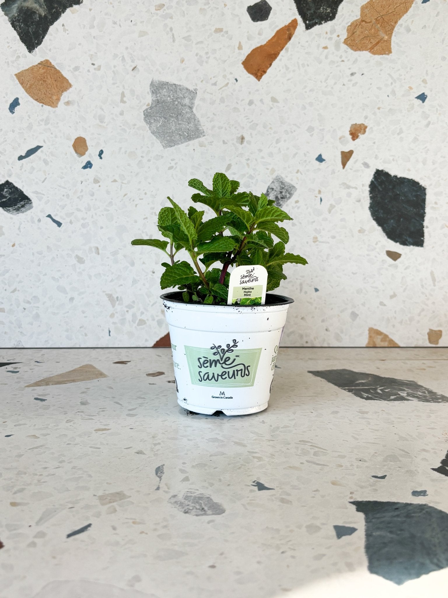 Menthe mojito - Alma Plantes