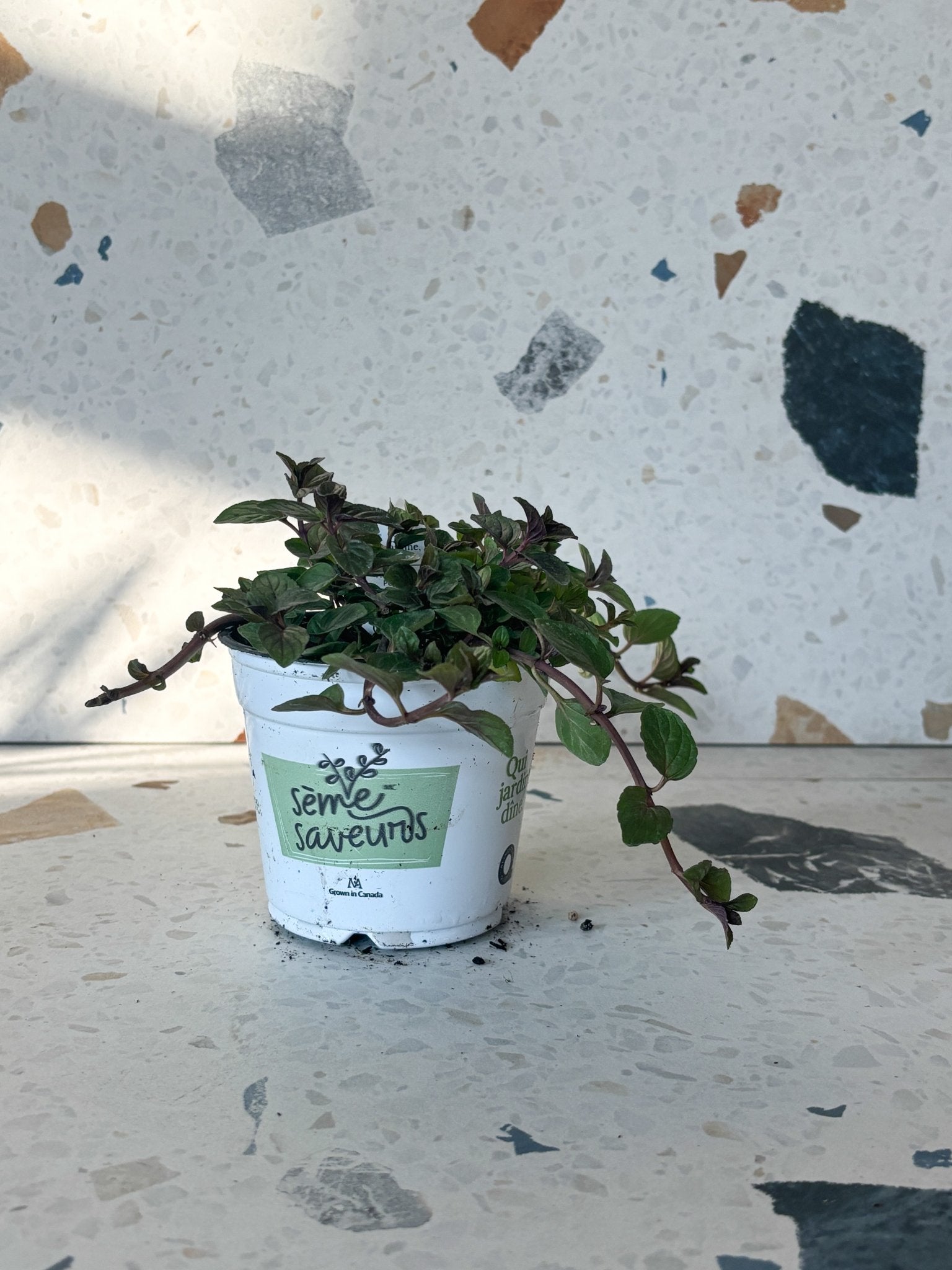 Menthe poivrée - Alma Plantes