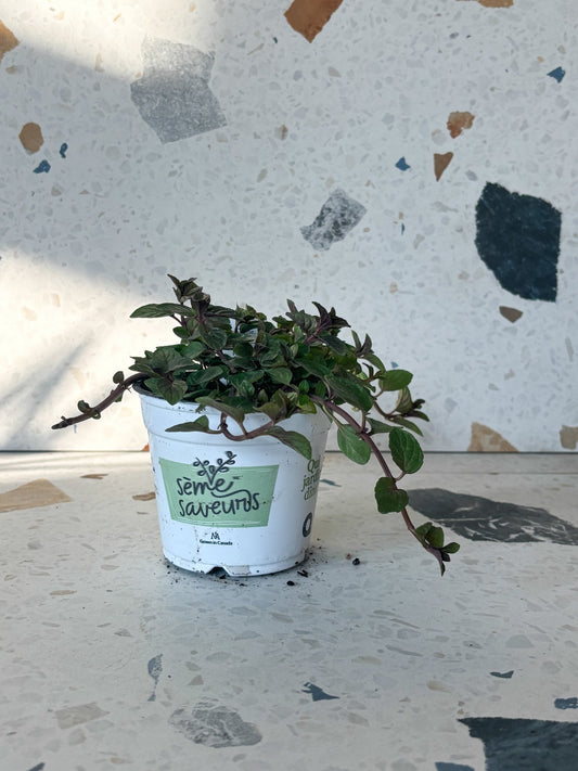 Menthe poivrée - Alma Plantes