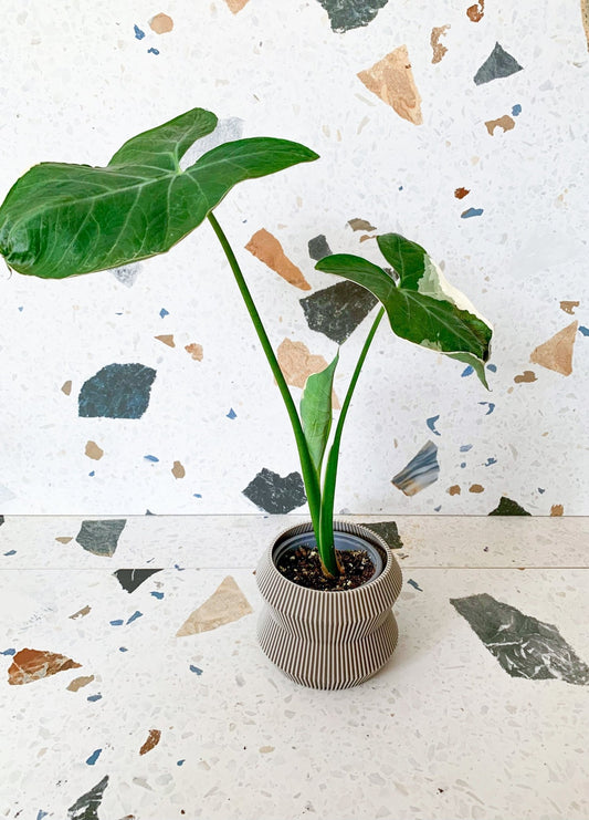 Mickey (Alocasia) - Alma Plantes