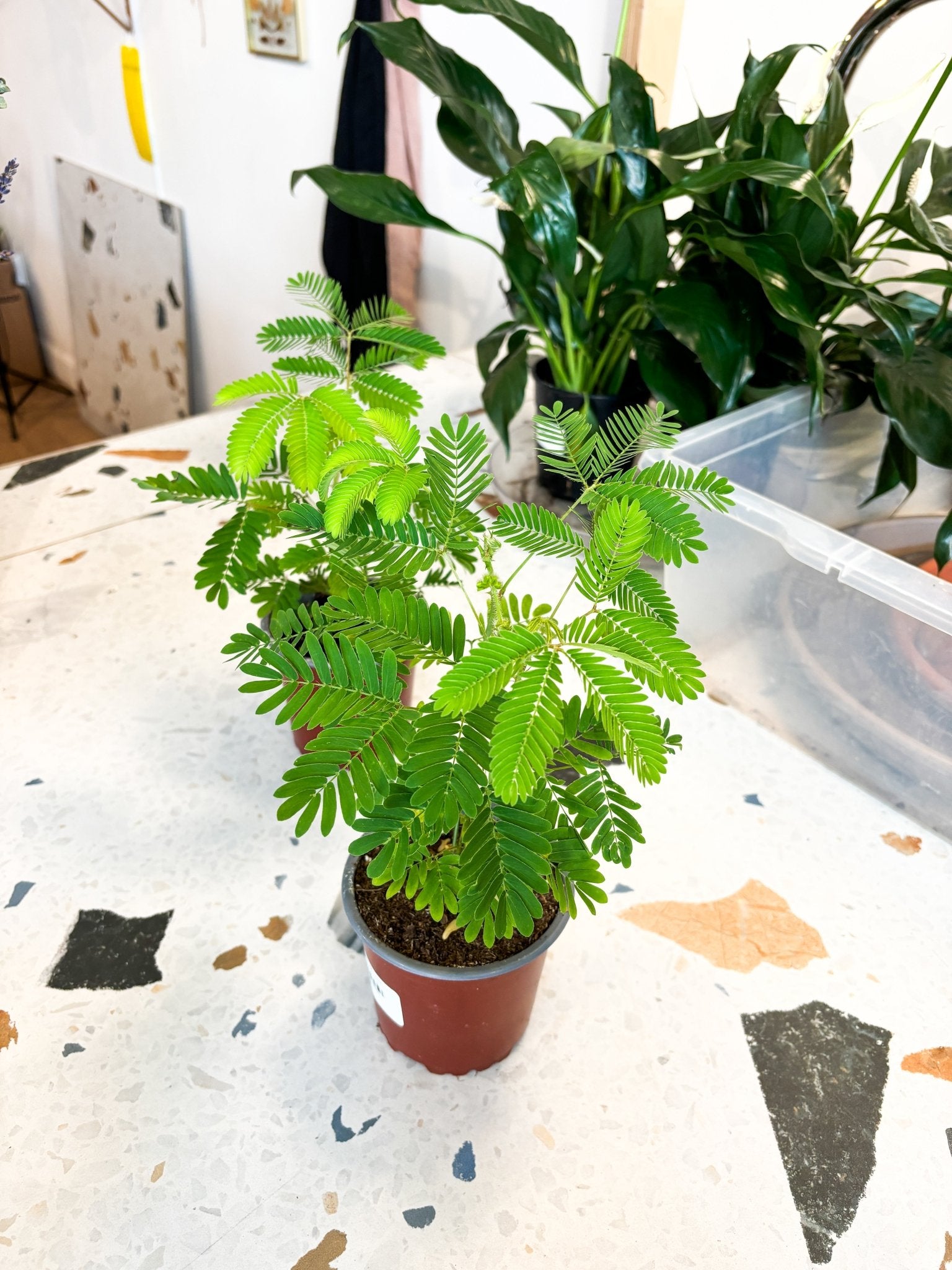 Mimi (Mimosa) - Alma Plantes