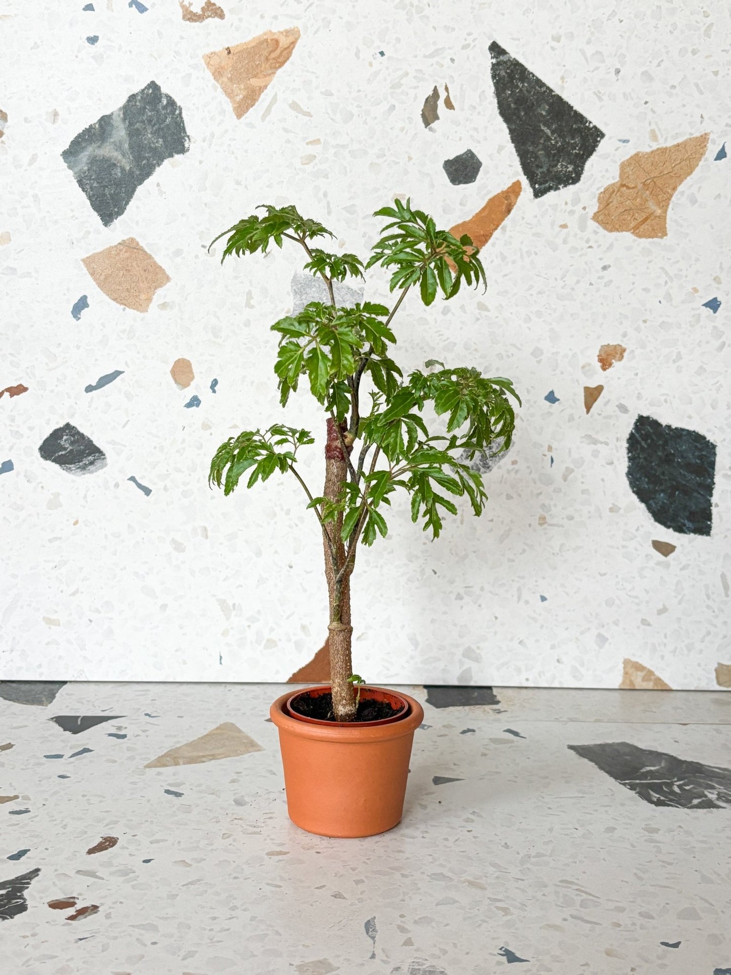 Ming (Aralia) - Alma Plantes