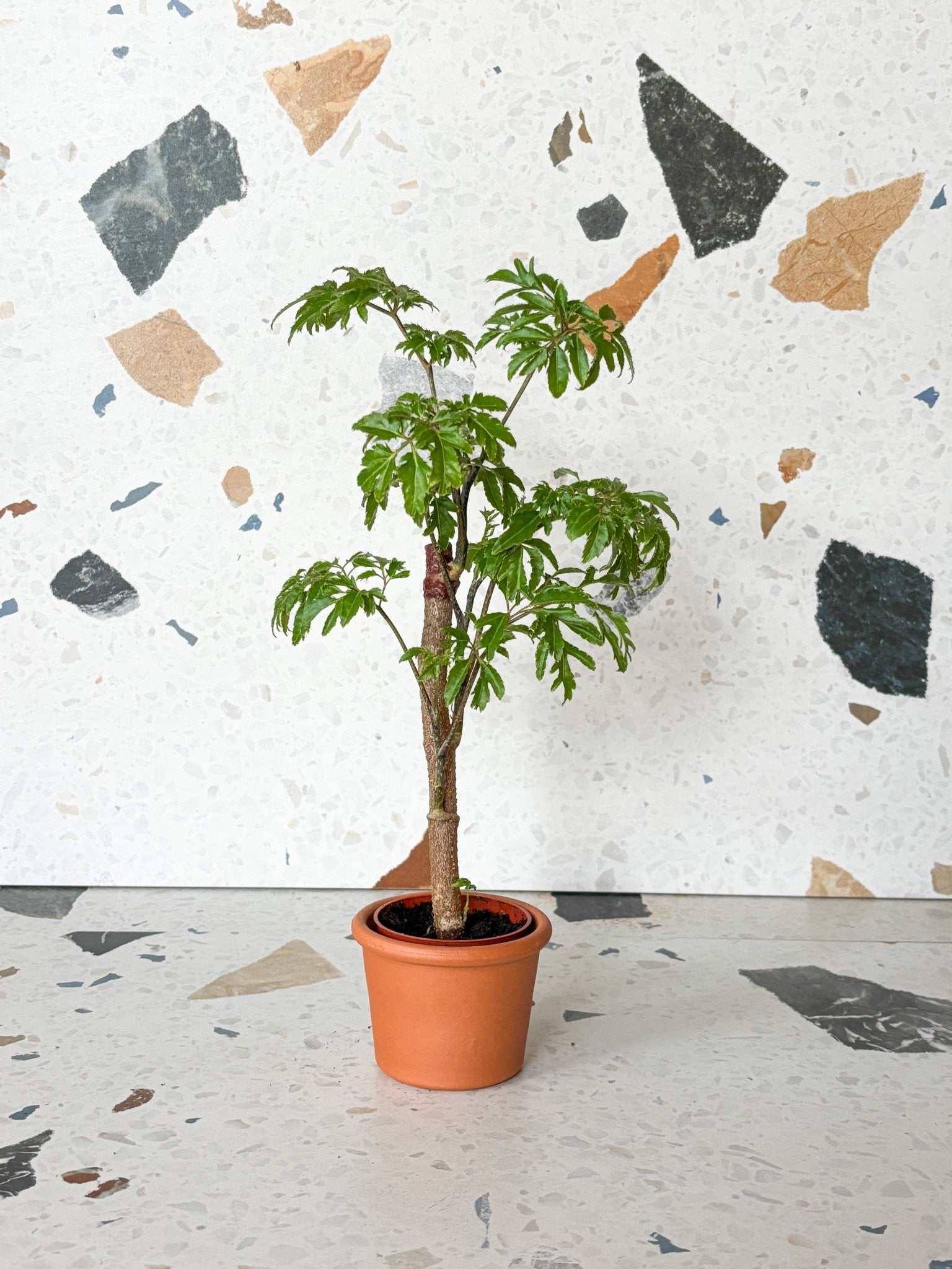 Ming (Aralia) - Alma Plantes