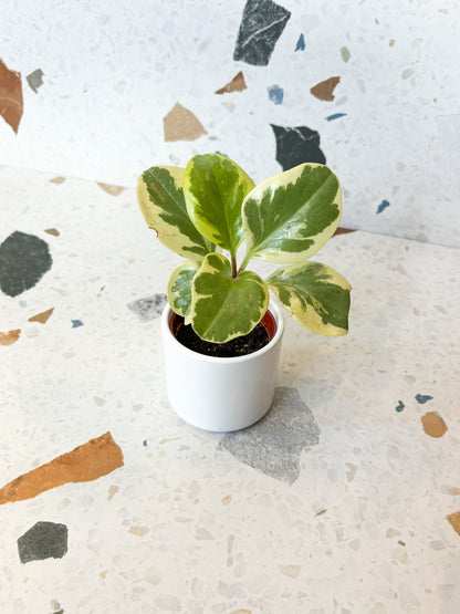 Mini cache pot Las Vegas - Alma Plantes