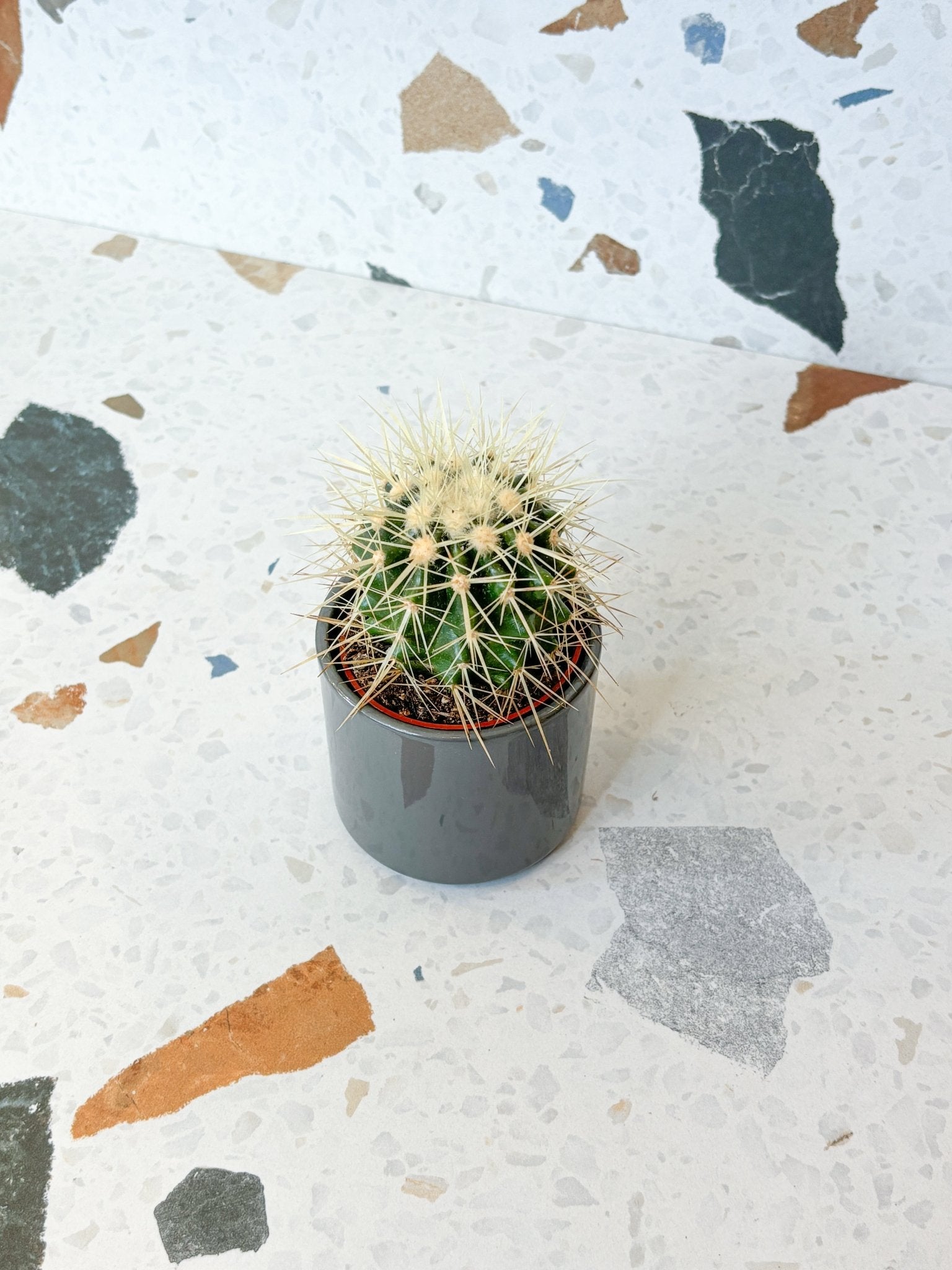 Mini cache pot Las Vegas - Alma Plantes