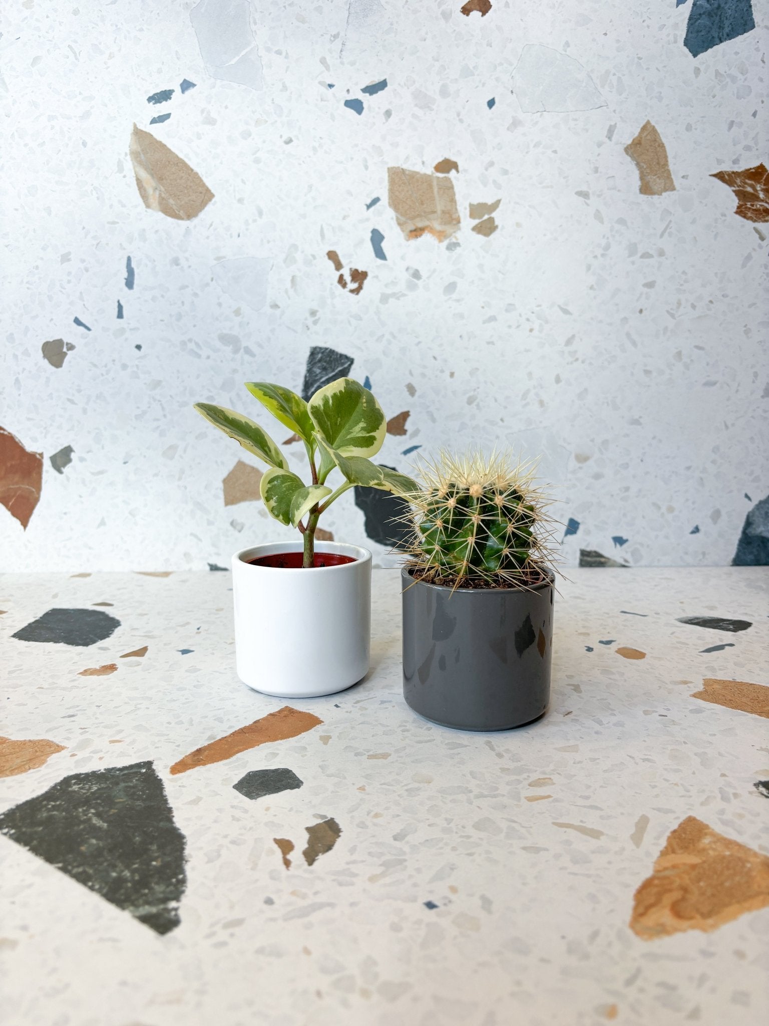 Mini cache pot Las Vegas - Alma Plantes